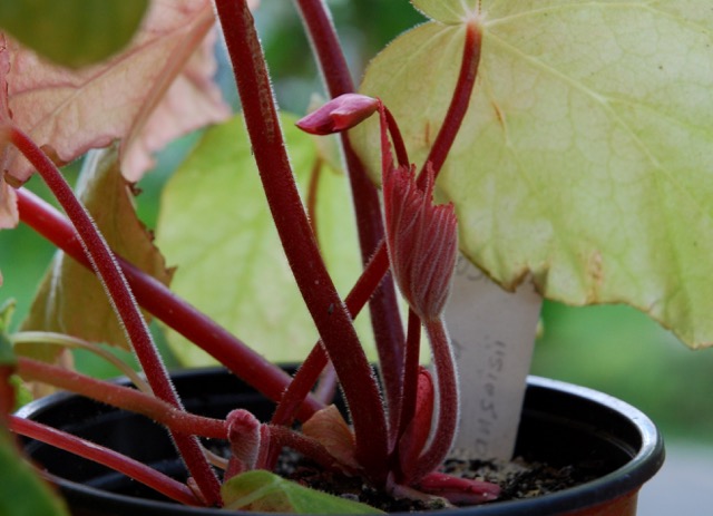 B. françoisii var. françoisii